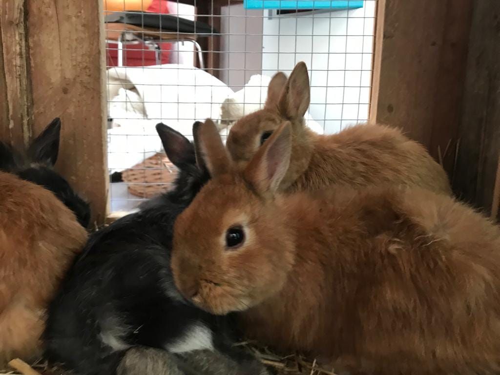 Elf Kaninchen wurden mitten in der Nacht in einem Wald ausgesetzt.