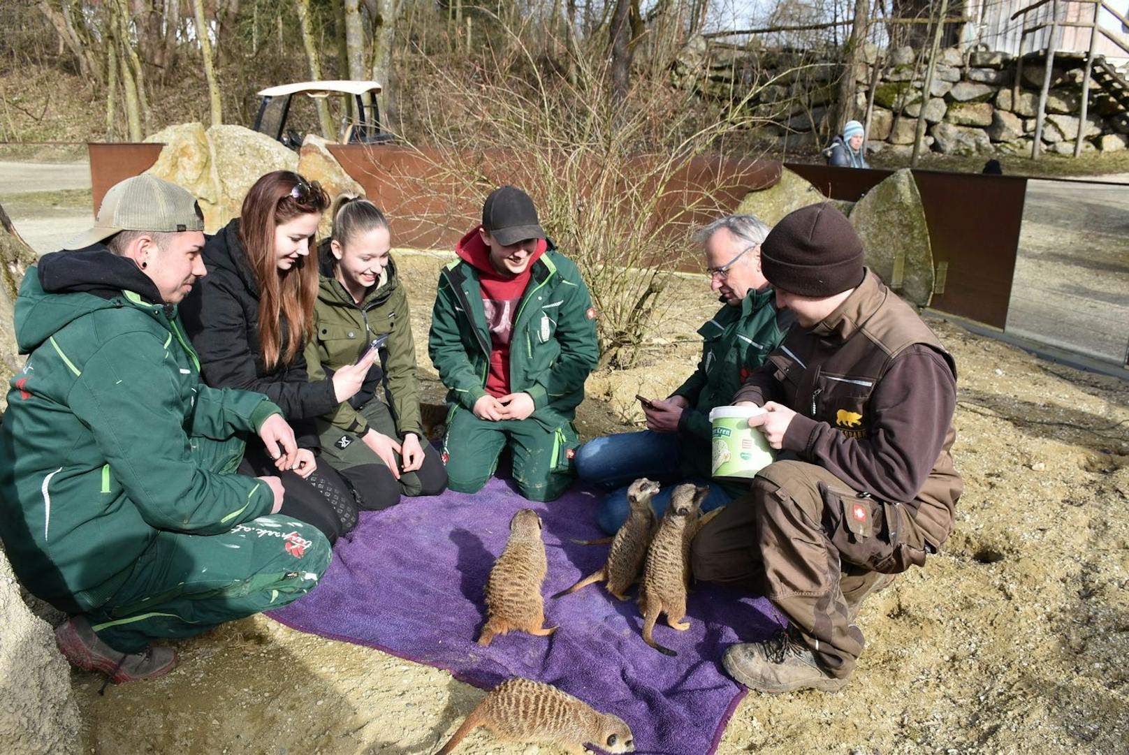 Das Team vom Naturpark Buchenberg schaute sich die Erdmännchen im Tierpark Haag.