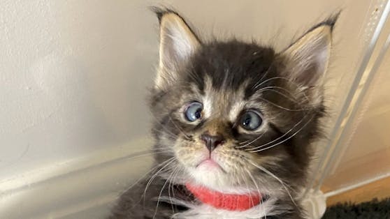 Das kleine Main Coon Kitten "Red" kam mit einer Augenfehlstellung zur Welt. 