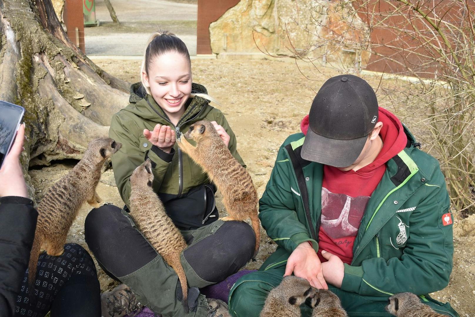 Das Team vom Naturpark Buchenberg schaute sich die Erdmännchen im Tierpark Haag.