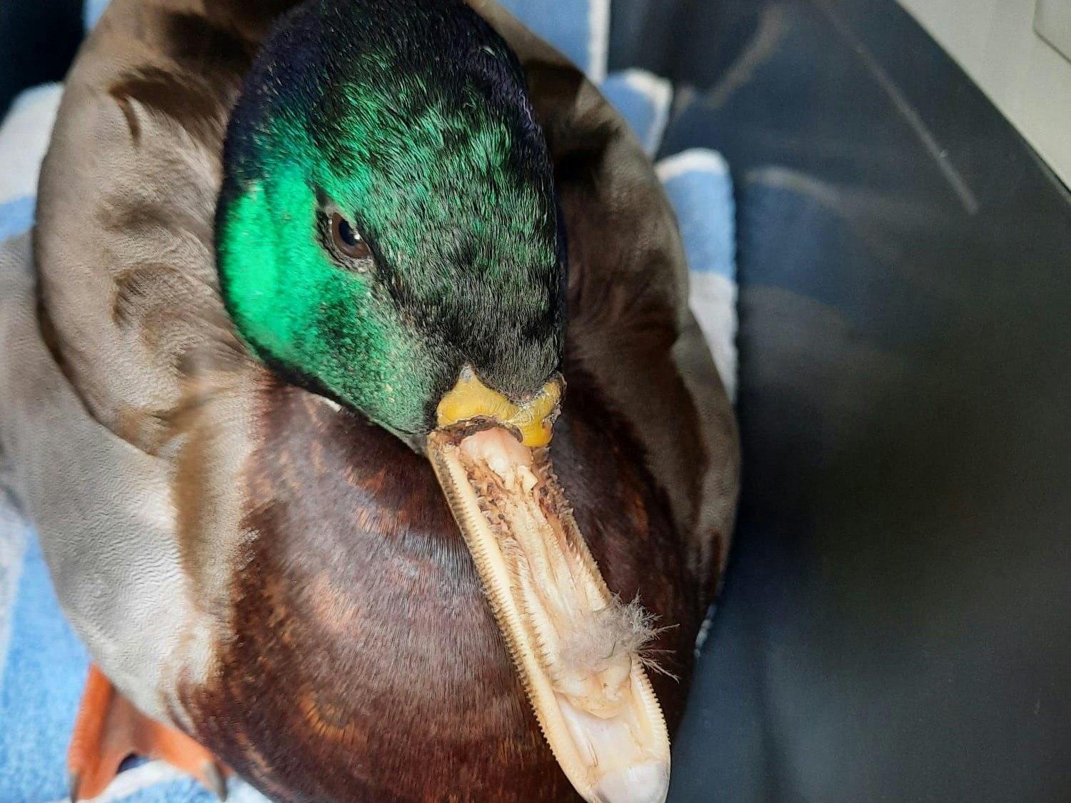 In Gallneukirchen wurde einer Ente der Schnabel ausgerissen.