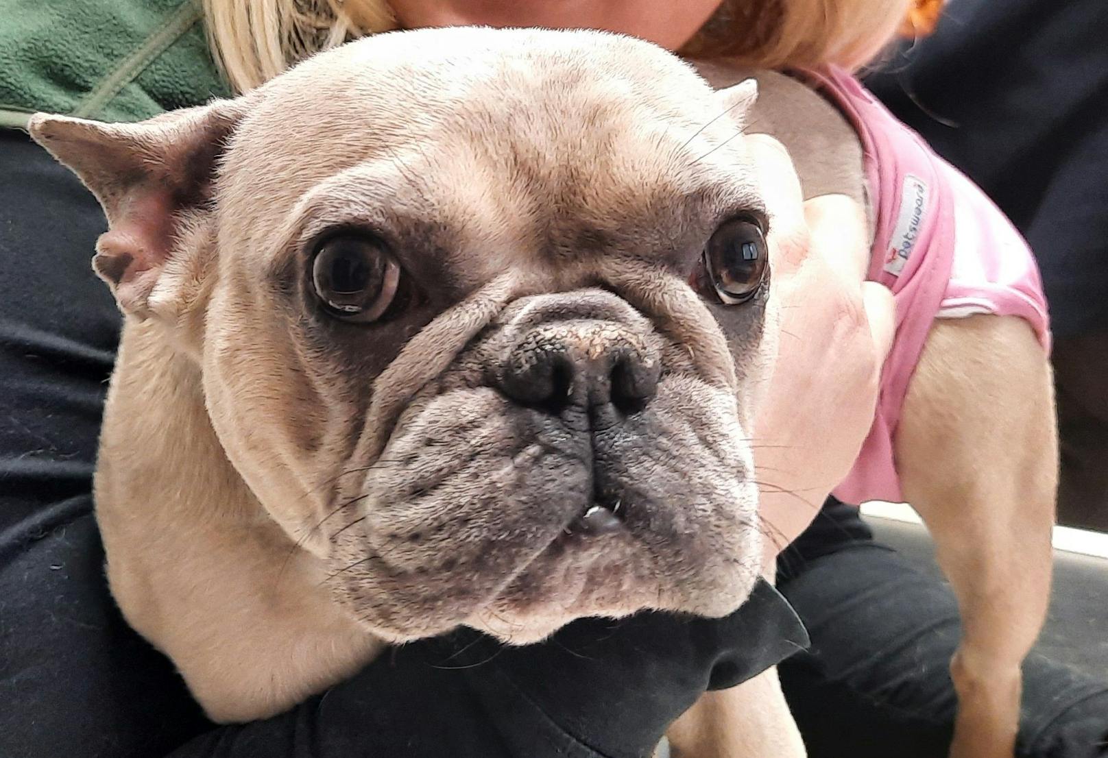 Die süße zweijährige, französische Bulldogge "Lotti" braucht nun dringend eine lebensnotwendige Operation. 