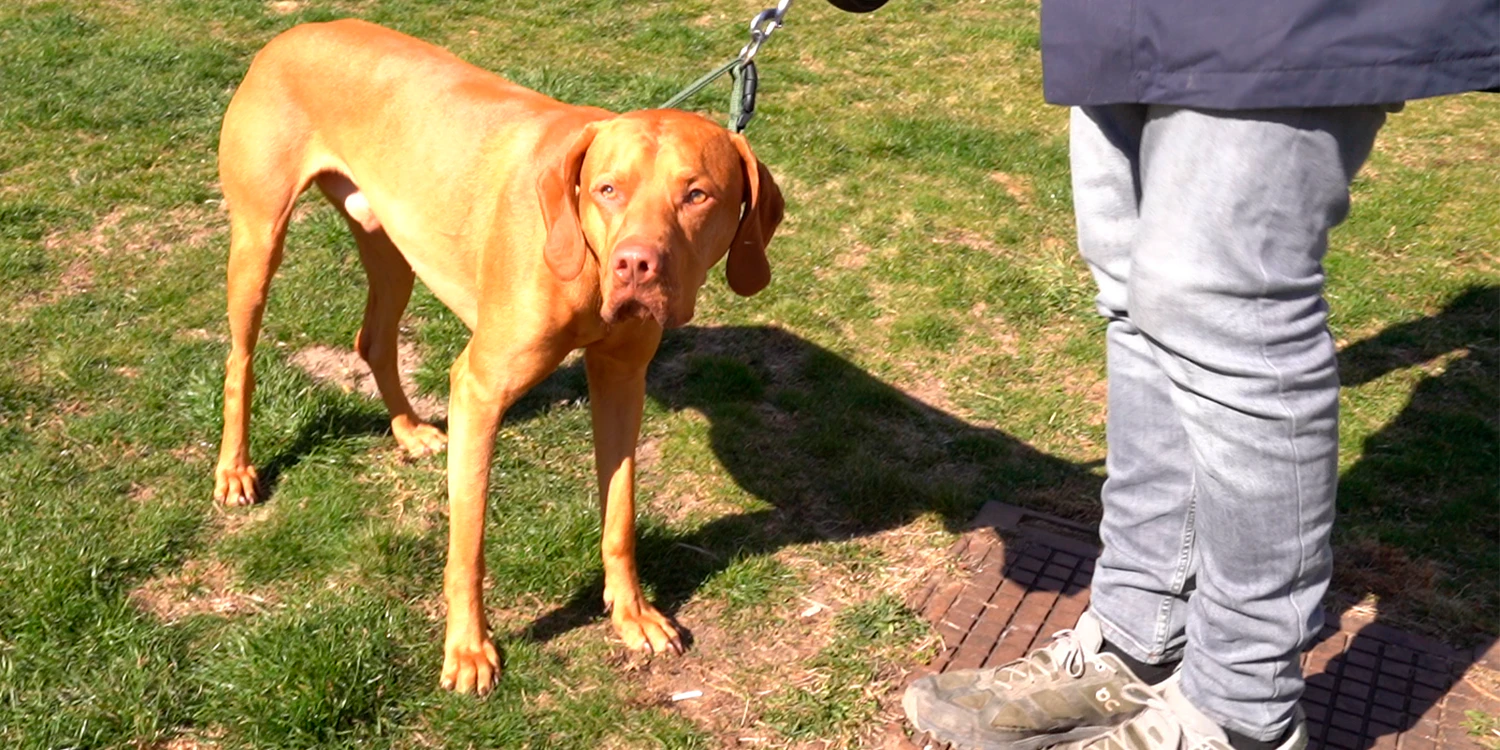 Hundehalter müssen tiefer in die Tasche greifen.