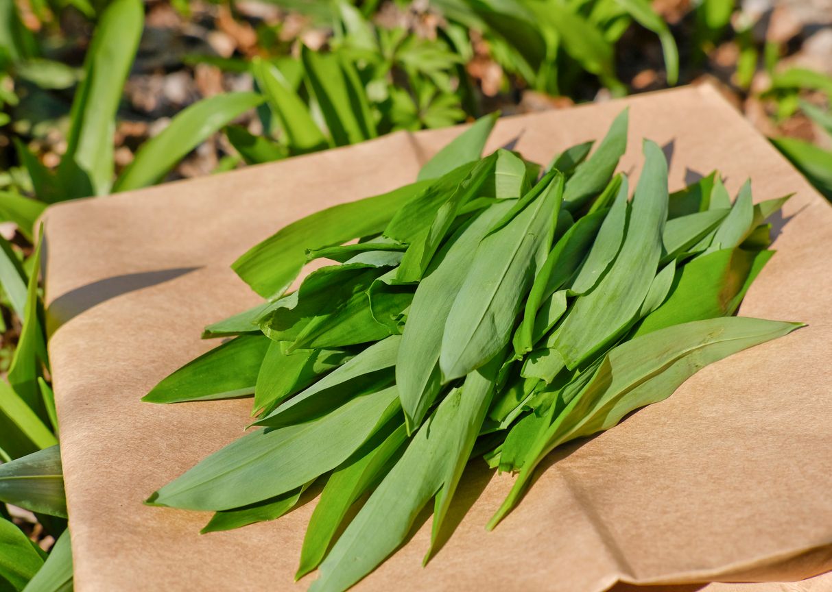 Ramson in springtime, wild garlic leaves on brown paper bag