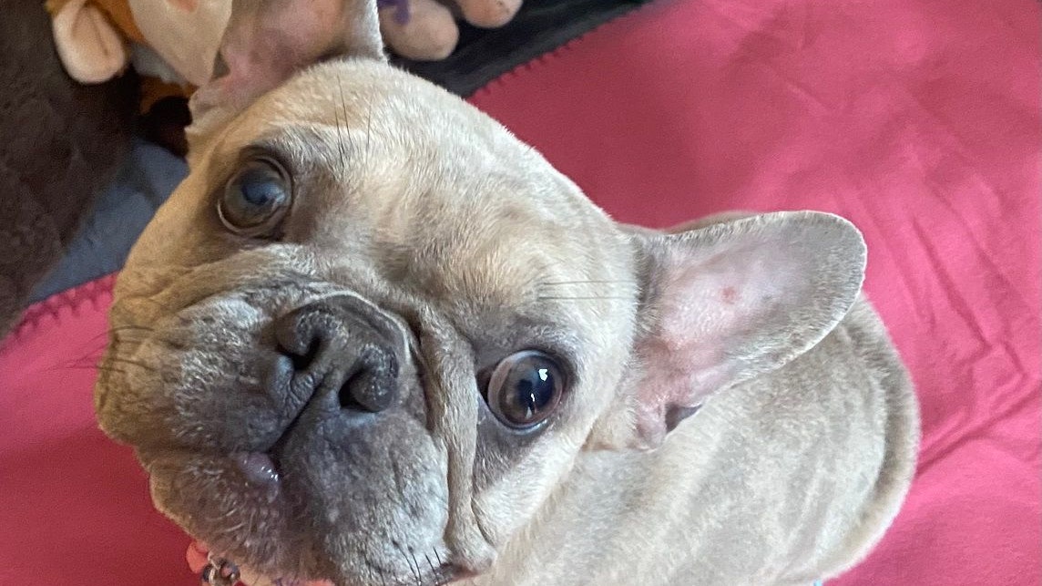 Die Qualzuchten müssen endlich gestoppt werden. 