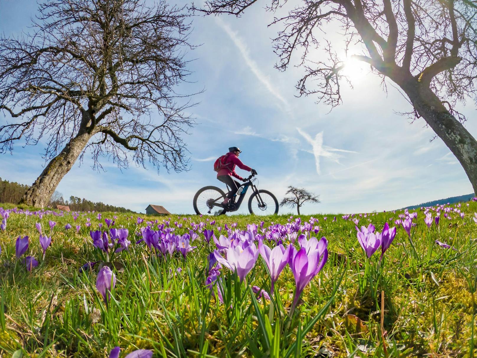 Eine Frau mit Mountainbike bei Sonnenschein zwischen Krokusblüten. (Symbolbild)