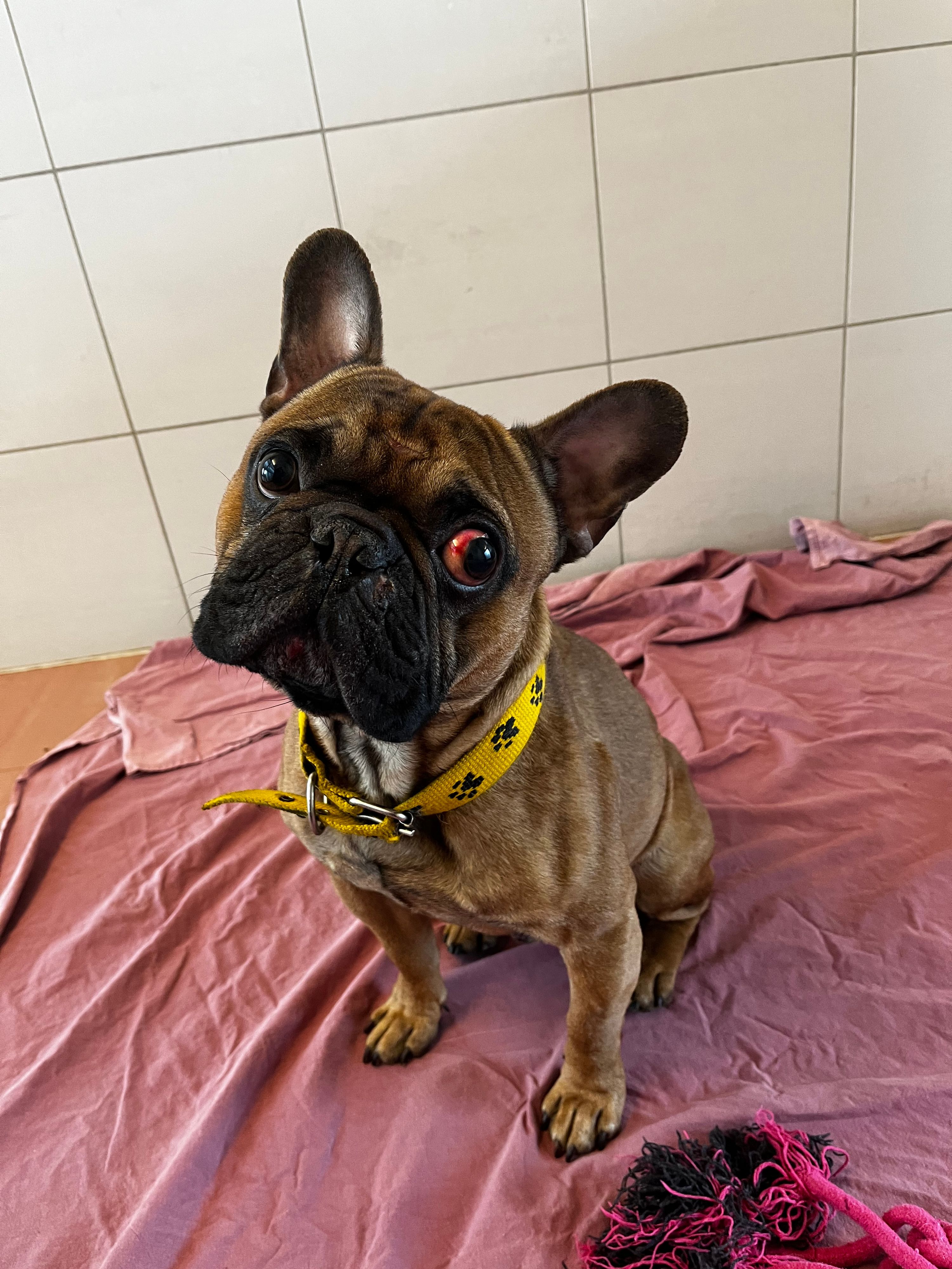 Ach, du armes Kerlchen. Wurde er ausgesetzt, oder lief er davon? 