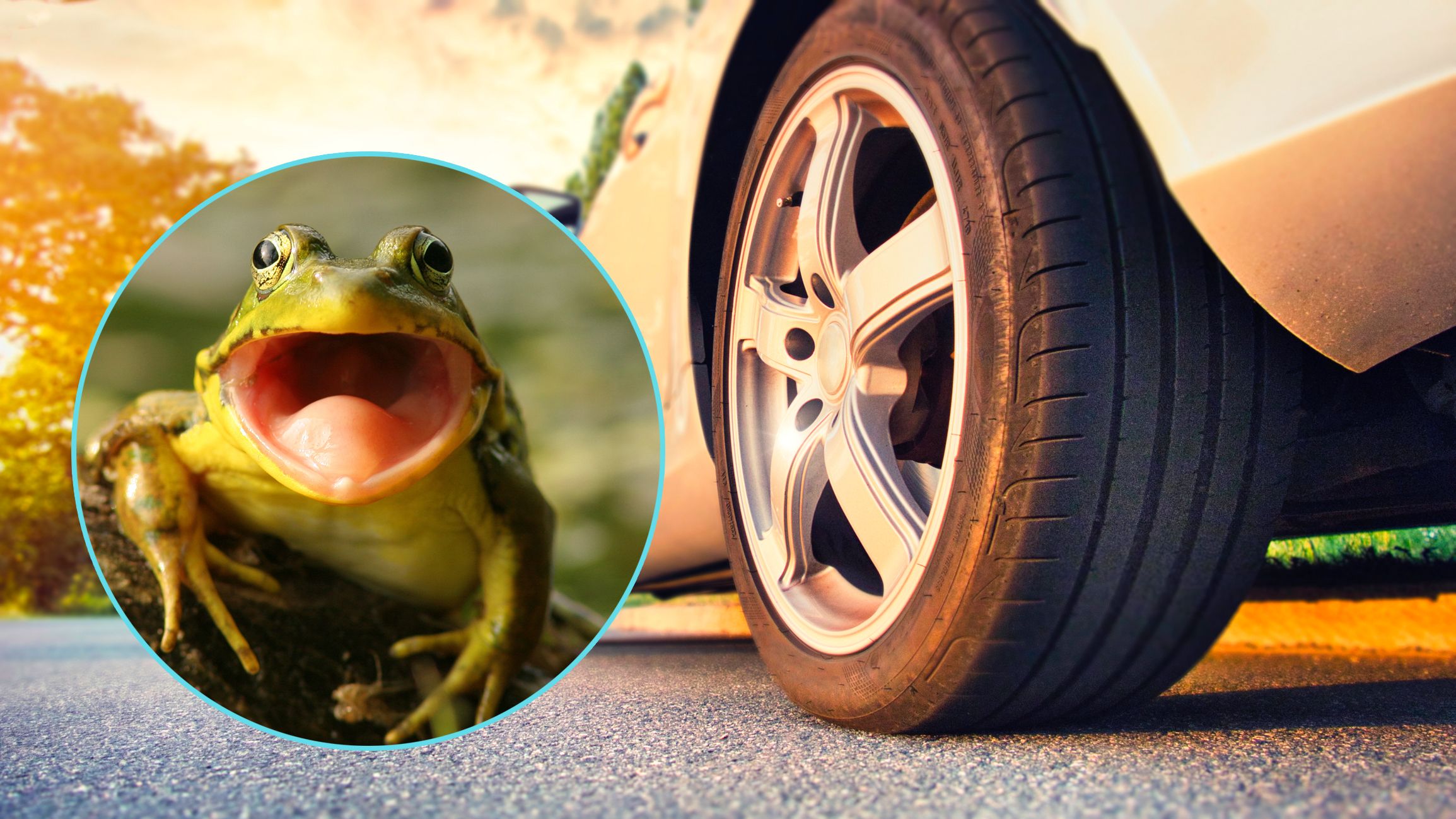 Frösche, Kröten und Molche sollen vor den Autos geschützt werden.