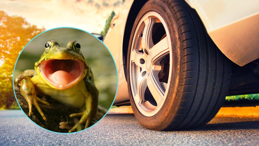 Mit dem Frühling beginnt auch die Krötenwanderung. An folgenden Adressen bitte Schritttempo fahren. 