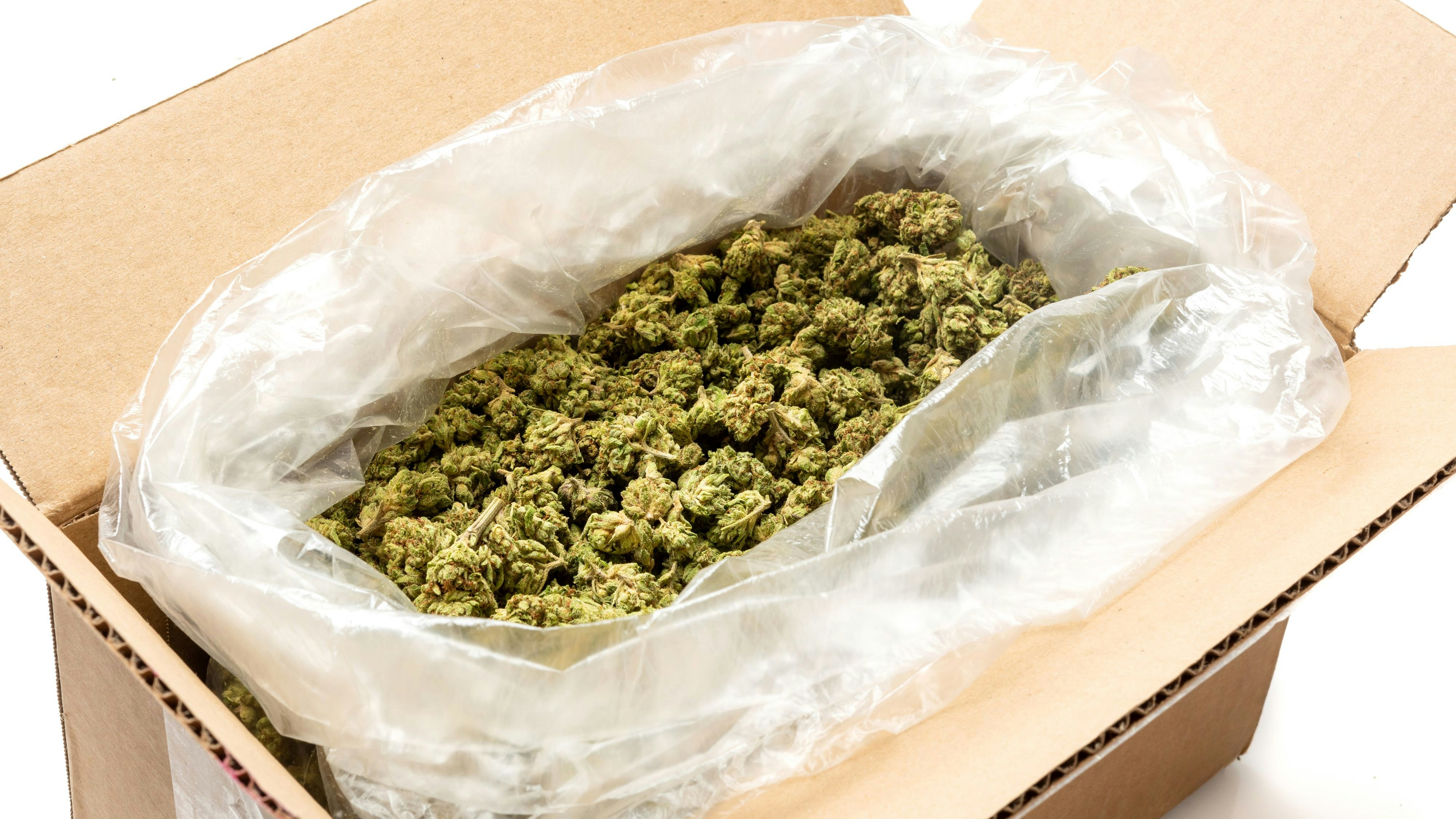 Das Tiroler Pärchen soll 95 Kilo&nbsp;Cannabiskraut mit der Post importiert haben (Symbolfoto).