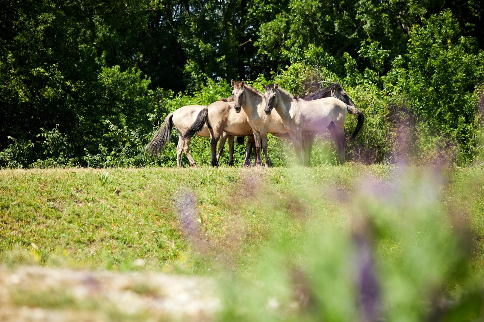 Wildlebende Konik-Pferde leben in Marchegg.