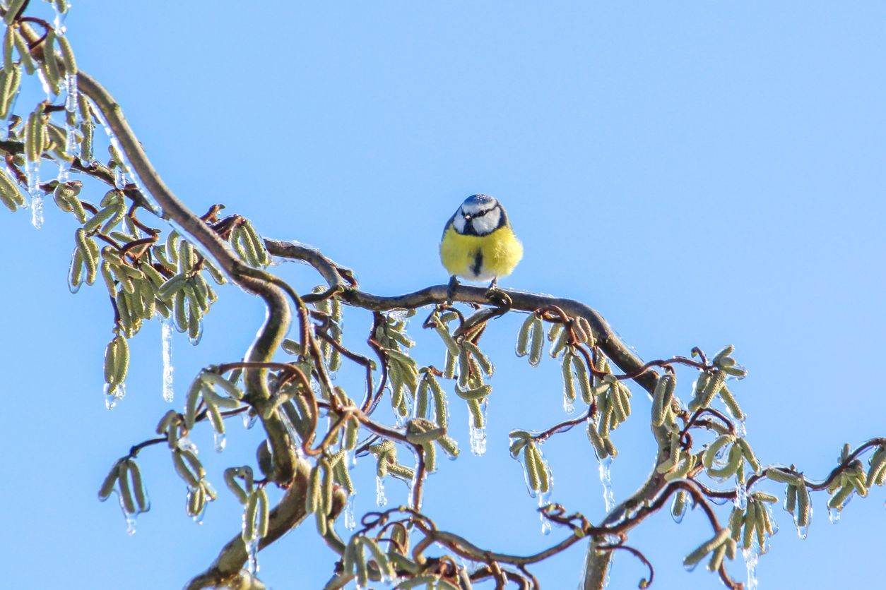 Eine Blaumeise sitzt auf einem Haselstrauch.&nbsp;Die Hasel blüht heuer sehr früh, Allergiker leiden darunter.
