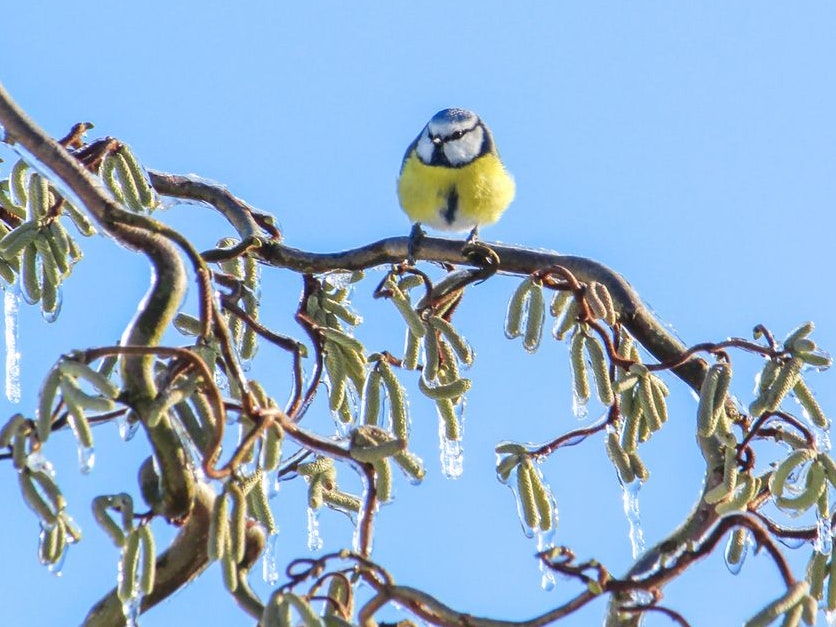 The blue sits on the frozen branch of a corkscrew hazelnut