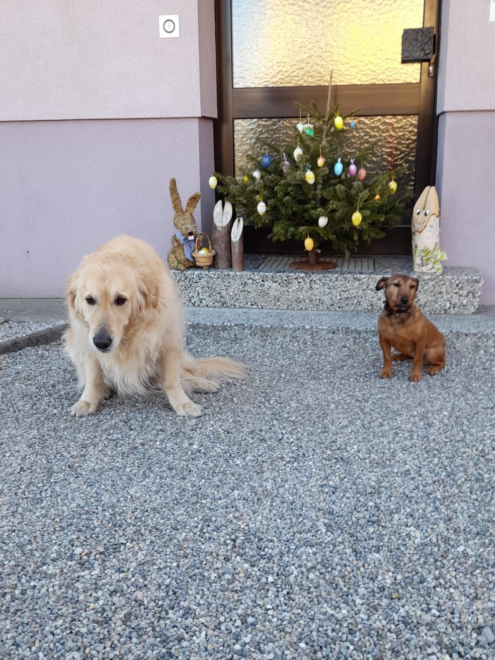 Osterbaum war einst ein Christbaum