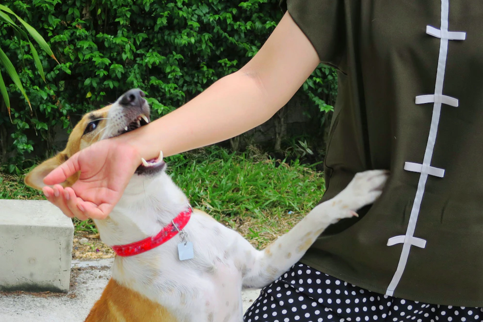Bei dem Hund soll es sich vermutlich um einen Collie handeln (Symbolbild). 