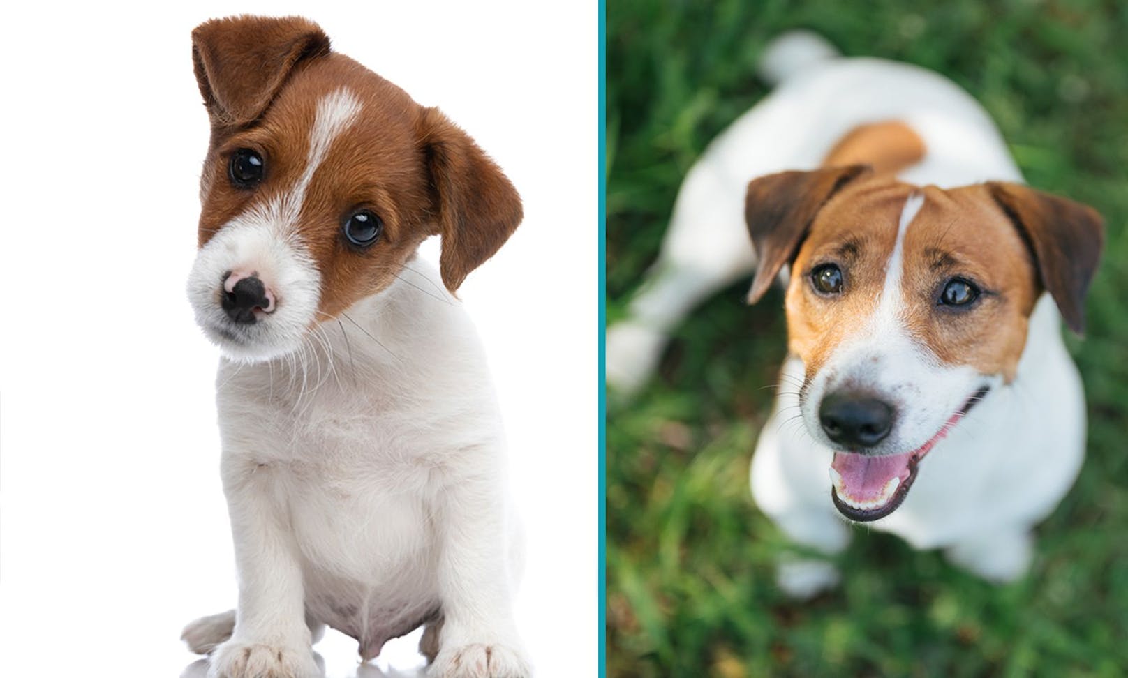 Ein Jack Russel Terrier ist super intelligent, weshalb man ihn gut auslasten sollte. 