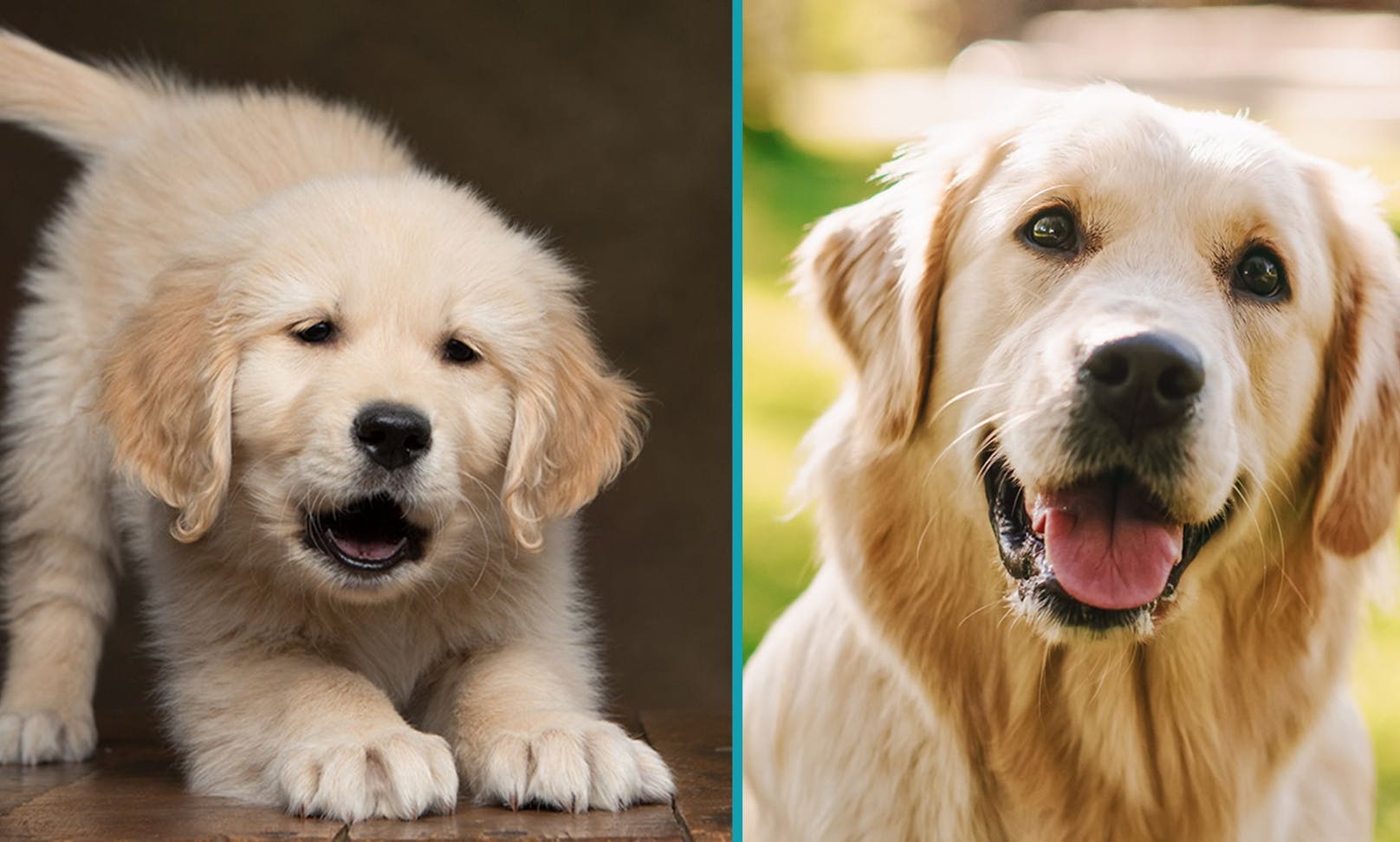 Der perfekte Familienhund: Der Golden Retriever