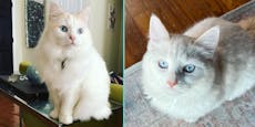32-Jährige lässt um 25.000 Dollar Katze klonen