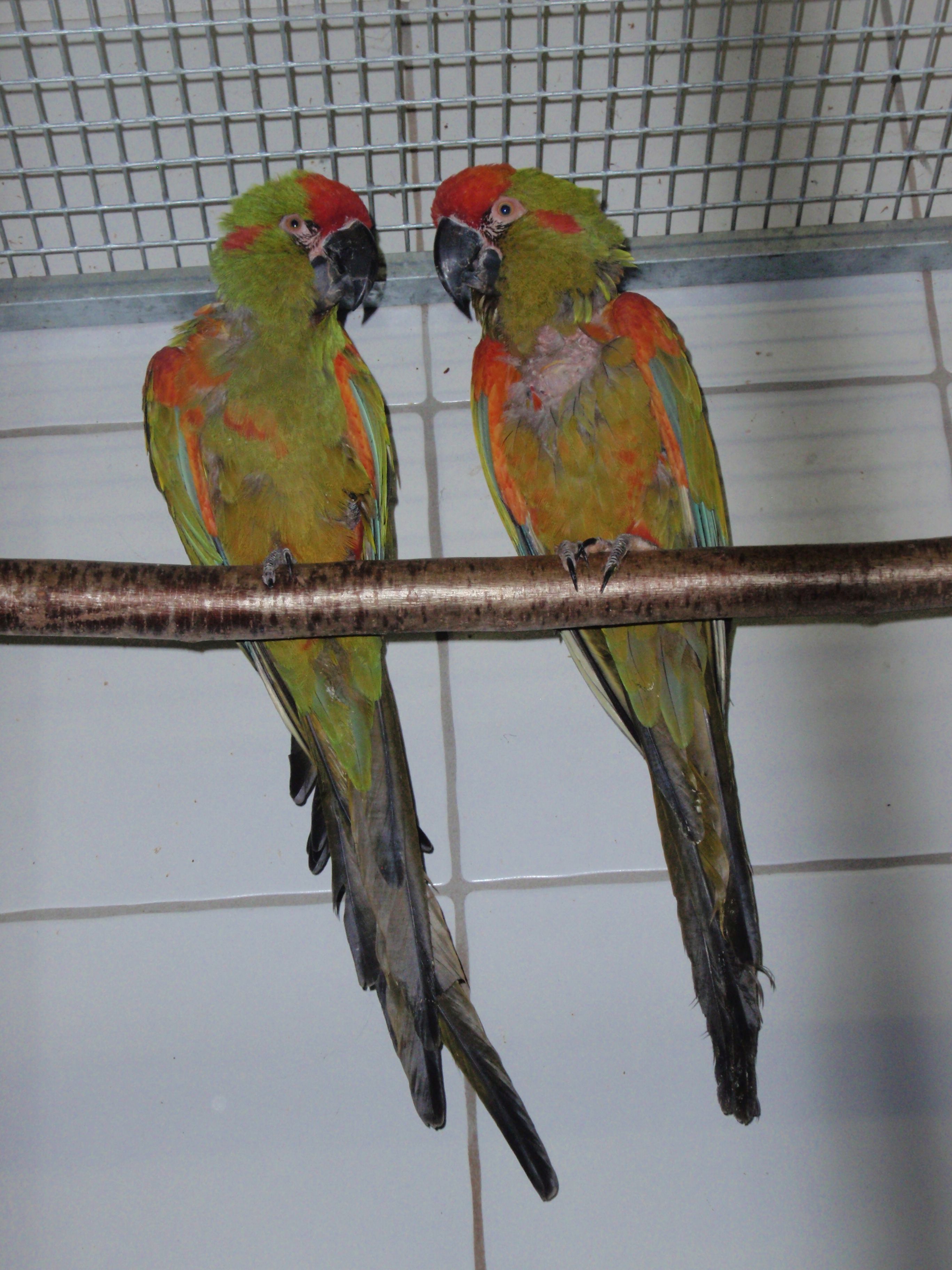 Das erste Papageien-Pärchen der Art&nbsp;Rotohrara.