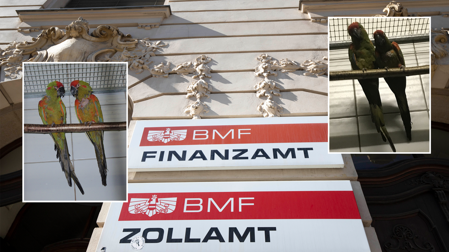 Zoll beschlagnahmt Papageien. 