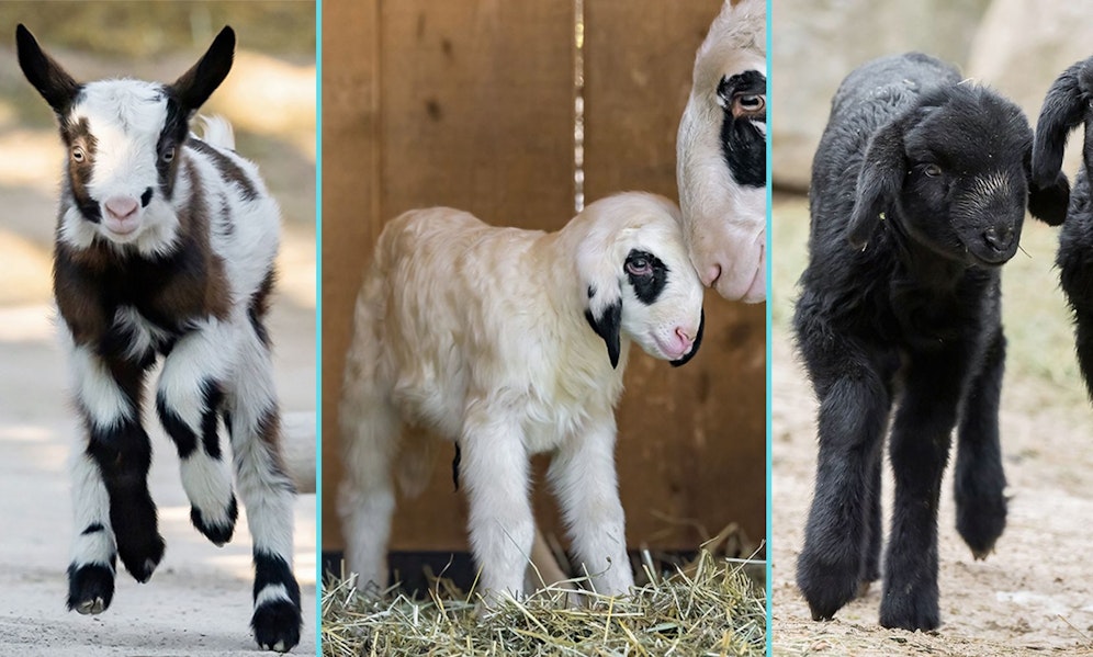Neun lustige Zicklein, und insgesamt drei Lämmchen sind jetzt am Schönbrunner Tirolerhof zu bestaunen. 