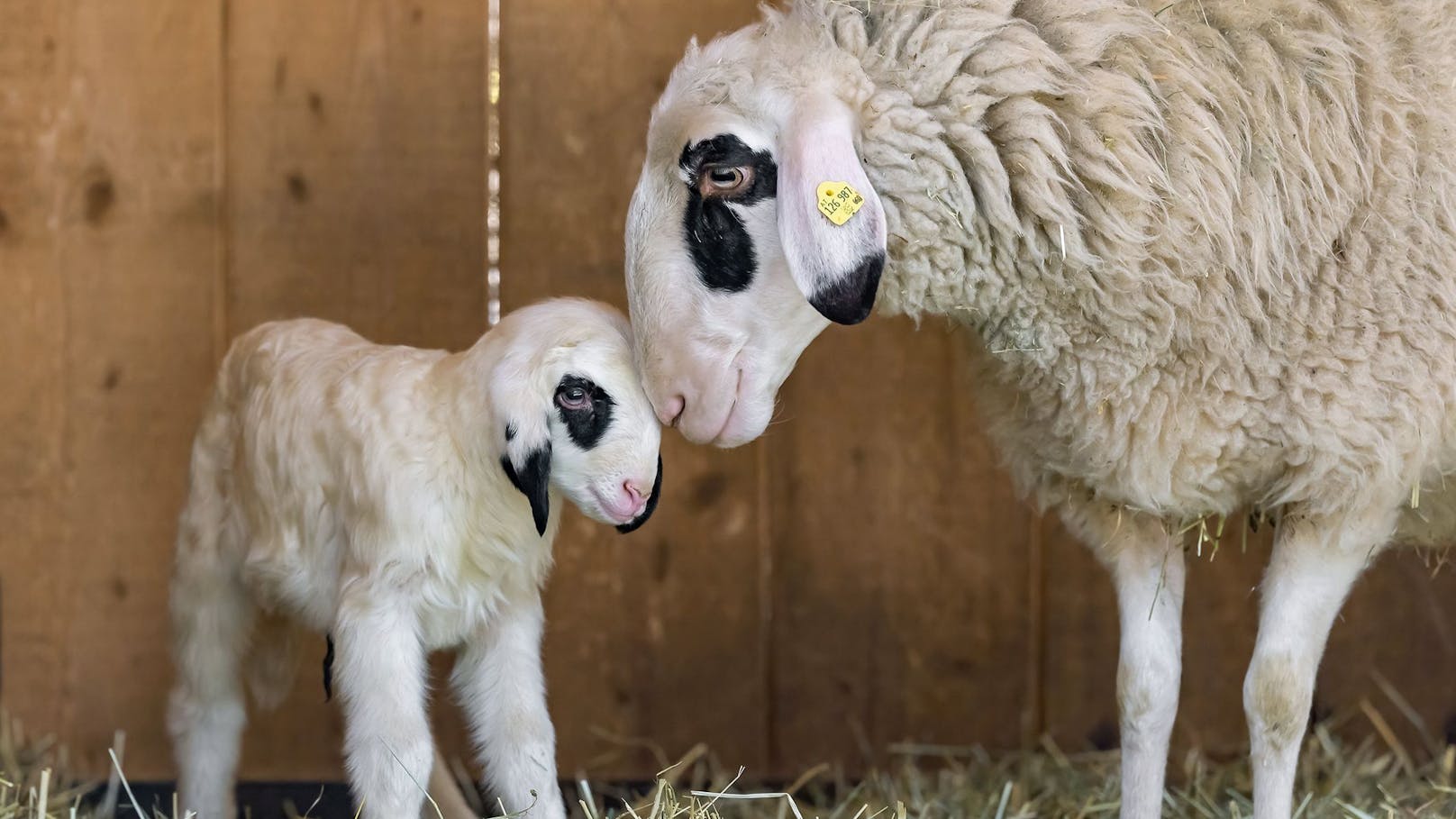 Mama und Lämmchen scheinen wirklich glücklich zu sein, oder? 