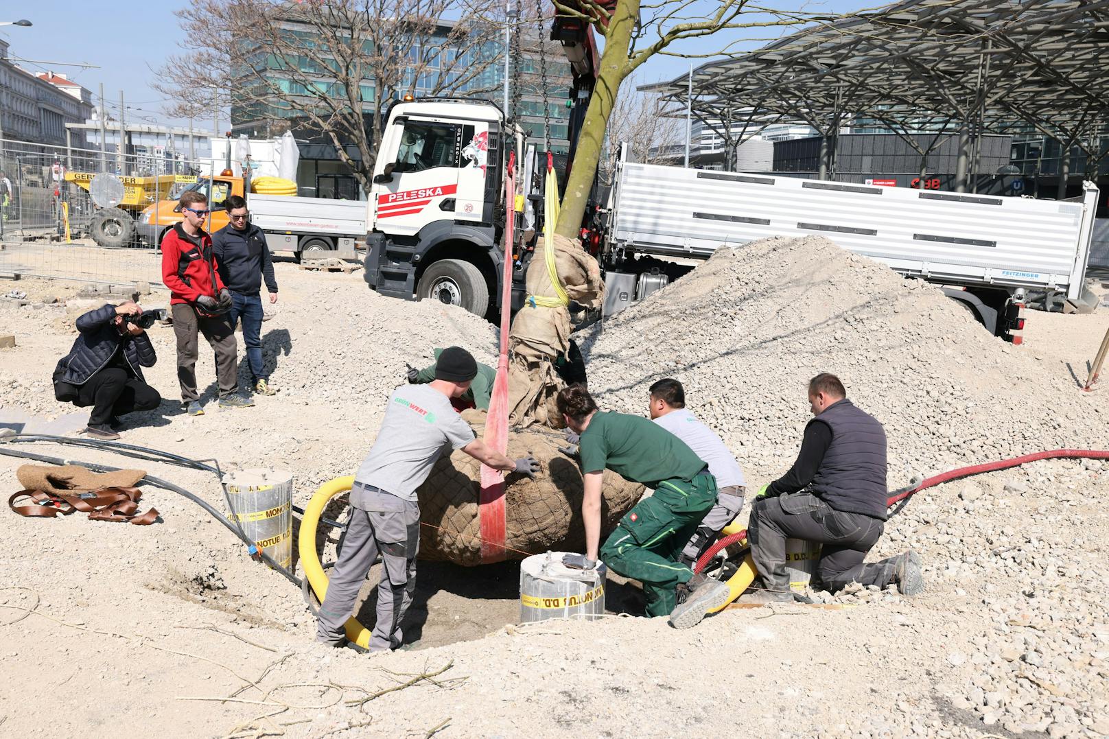 Unterstützt von einem Kran schafften es die Bäume schließlich an den vorgesehenen Platz.