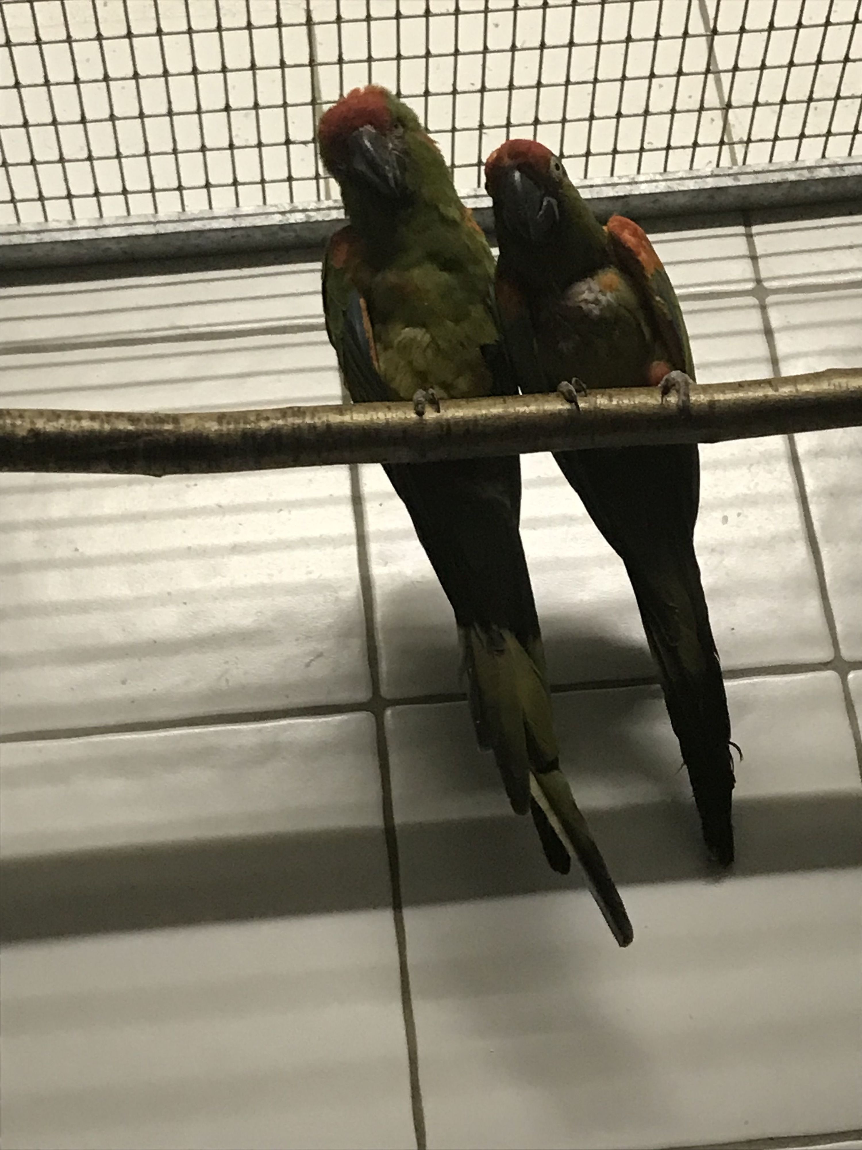 Das zweite Papageien-Pärchen der Art Soldatenaras.