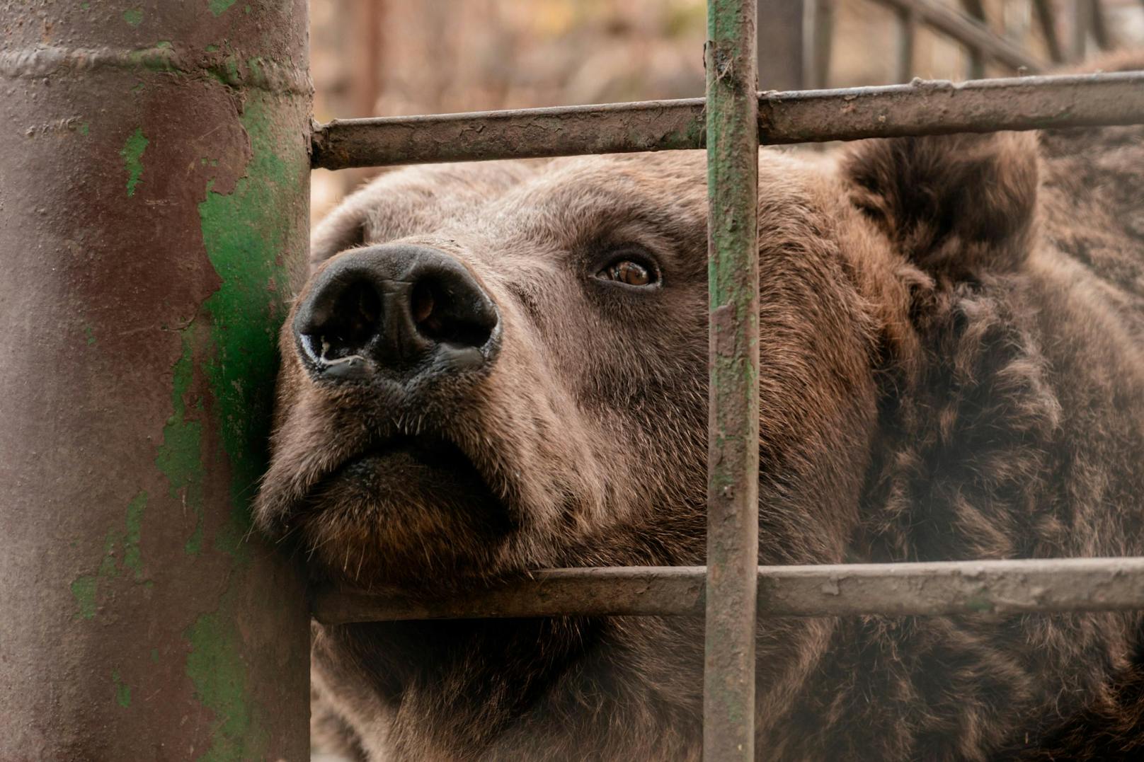 Das Bärenschutzzentrum bietet weiterhin einen sicheren Ort für Bären in Not.