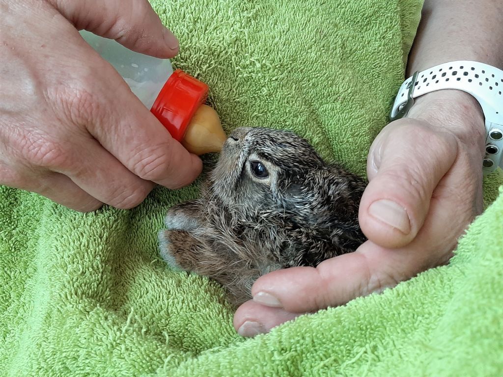 Gleich drei verwaiste Hasenbabys sind derzeit Gäste in der Eulen- und Greifvogelstation Haringsee. 