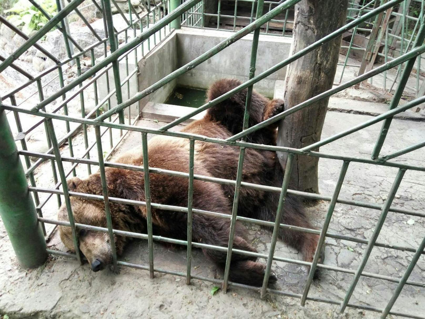 Das arme Wildtier wurde in den Bärenwald Domazhyr in der Nähe von Lviv in die Westukraine gebracht. 