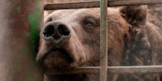 Trotz Krieg: "Restaurant"-Bär aus Ukraine gerettet