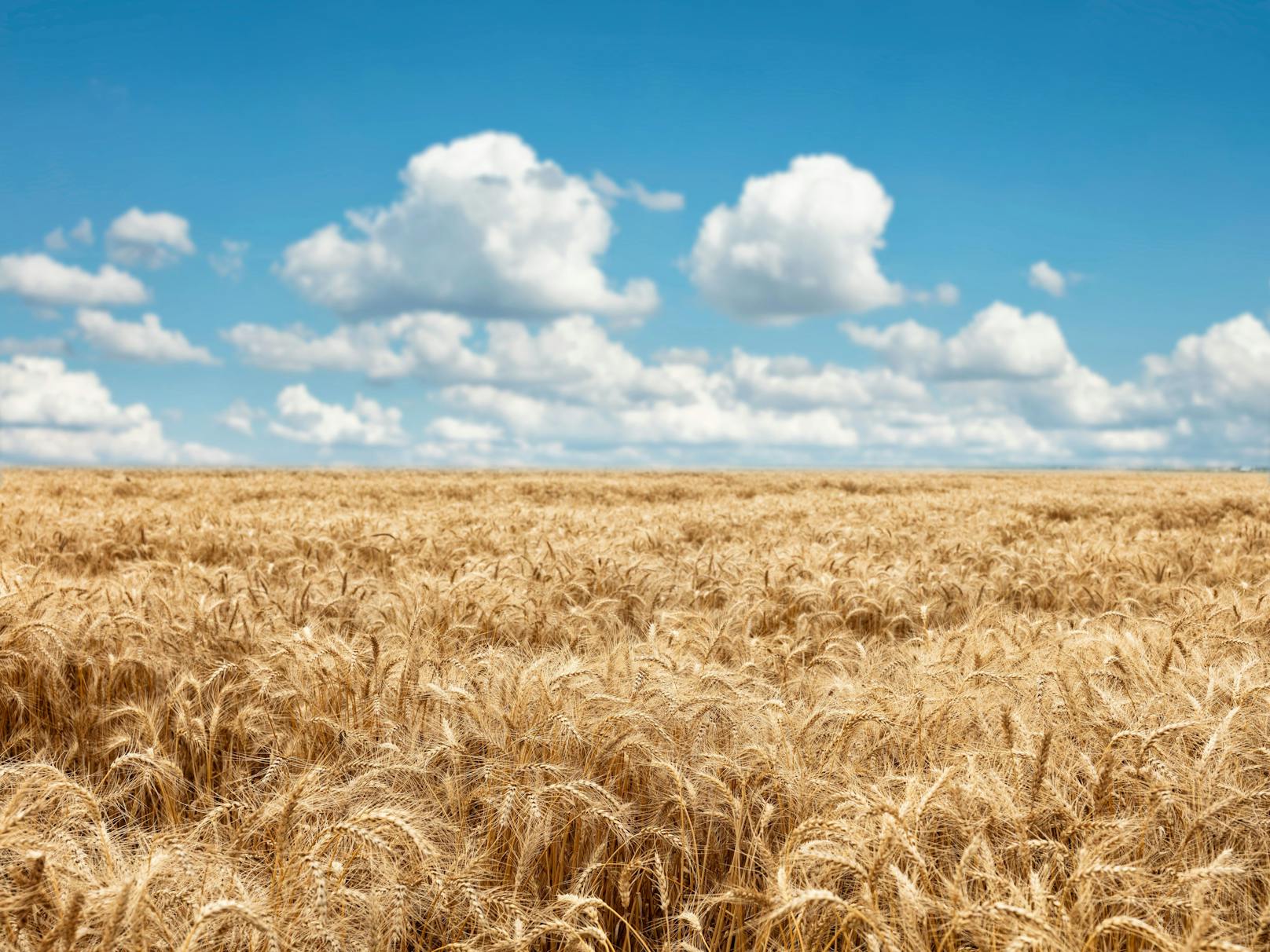 Rund 18 Millionen Tonnen an Weizen werden heuer voraussichtlich auf dem Weltmarkt fehlen. Infolge der rasant gestiegenen Preise droht in weiten Teilen Nordafrikas und Westasiens eine Hungersnot.