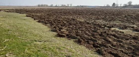 Wegen Ackerarbeiten sollen dutzende Ziesel gestorben sein.