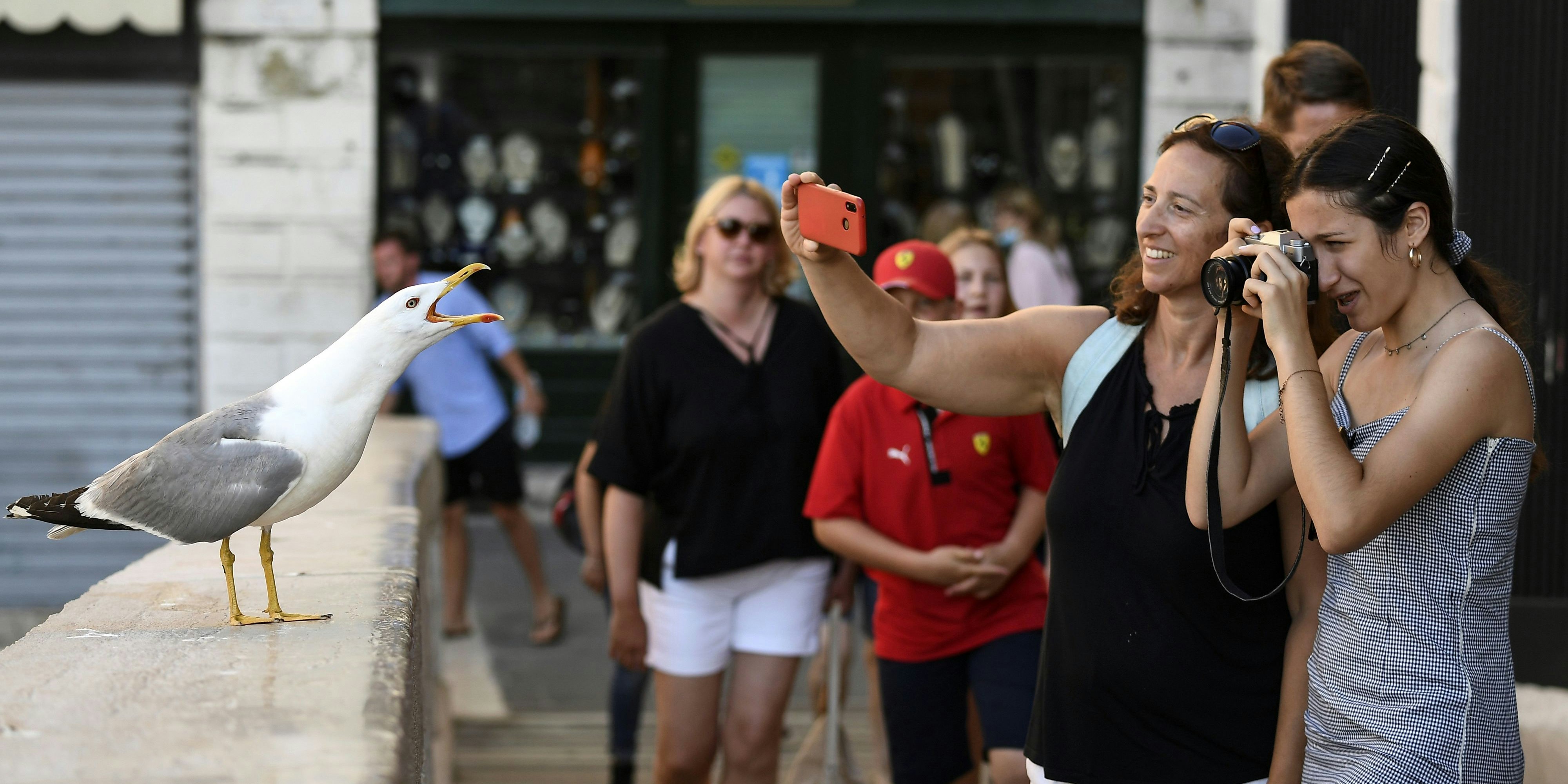 Bald sollen in Venedig nicht mehr Fotos geschossen werden, sondern Wasser. Mit Spritzpistolen-Attacken will man die nervigen Möwen zurückdrängen.