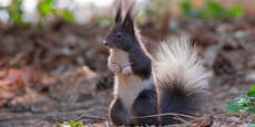 Kurioses Eichhörnchen mit Kuhflecken in Wien entdeckt