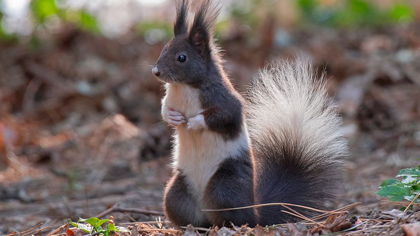 Fotografen von "Wiener Wildnis" haben das "Kuhflecken-Eichhörnchen" im Währinger Park entdeckt.