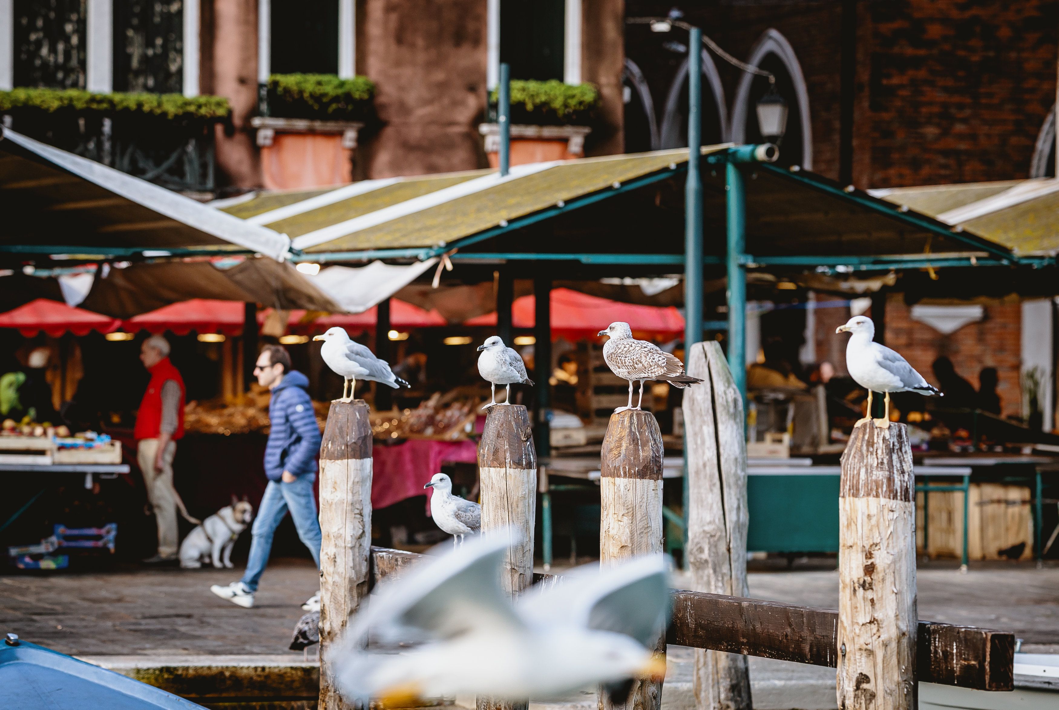 Die italienische Stadt Venedig kämpft mit einer lästigen Möwenplage.
