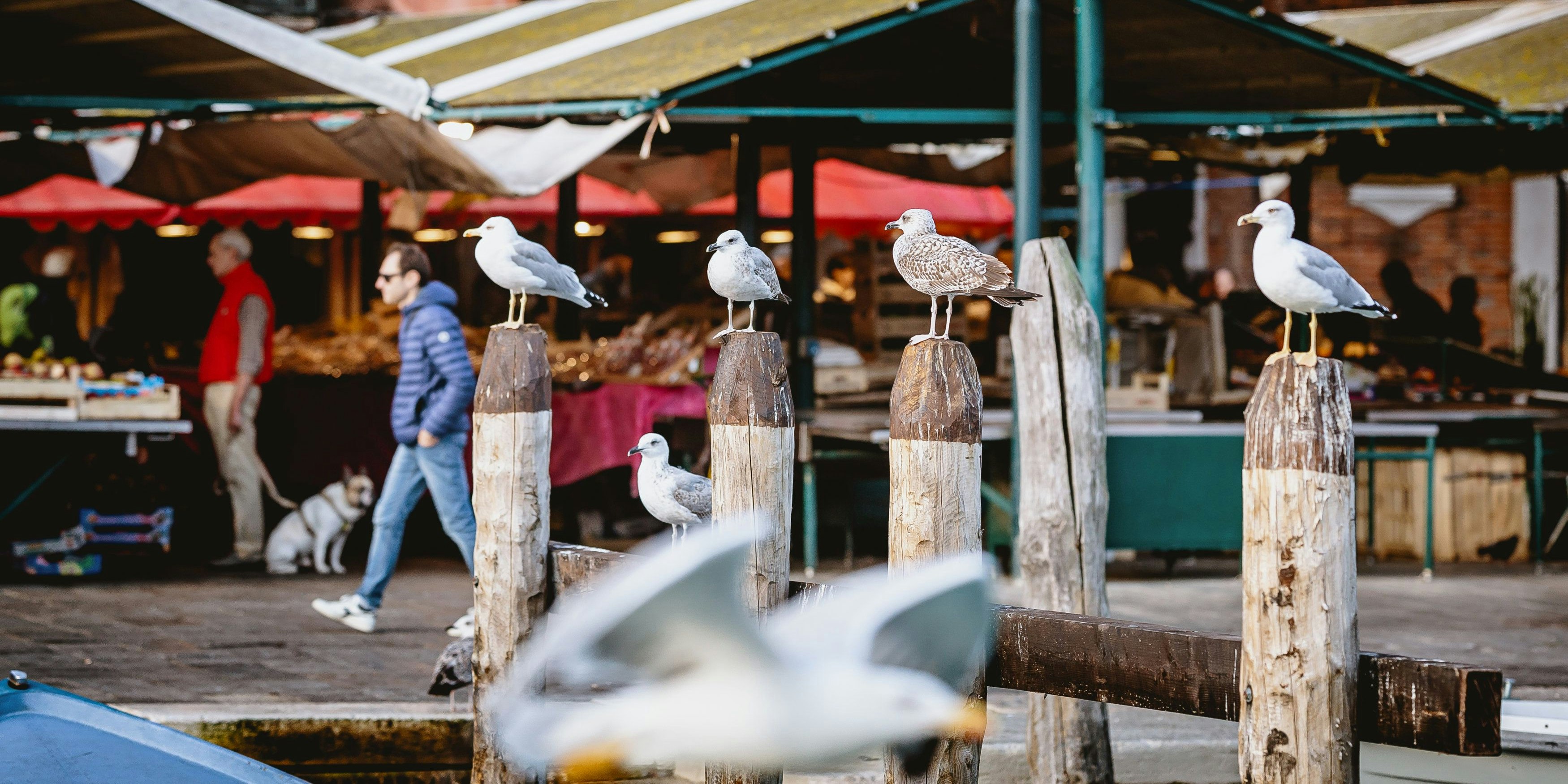 Die italienische Stadt Venedig kämpft mit einer lästigen Möwenplage.