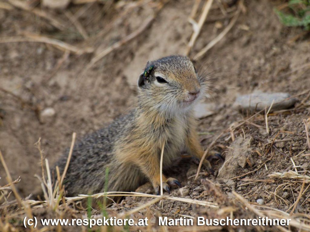 Die Ziesel stehen unter Artenschutz.