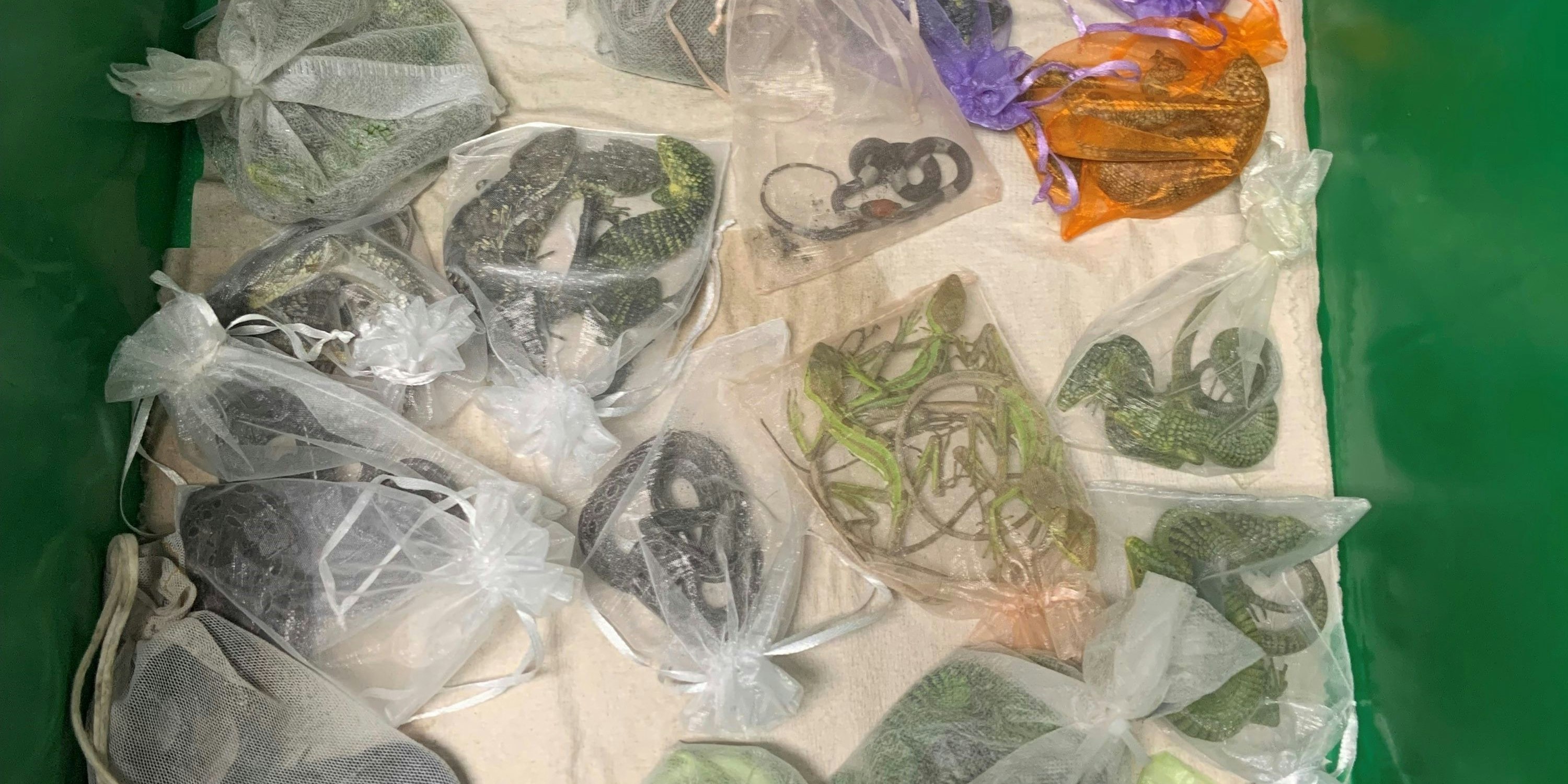 Der 30-Jährige schmuggelte die Reptilien in Beuteln unter seiner Kleidung.