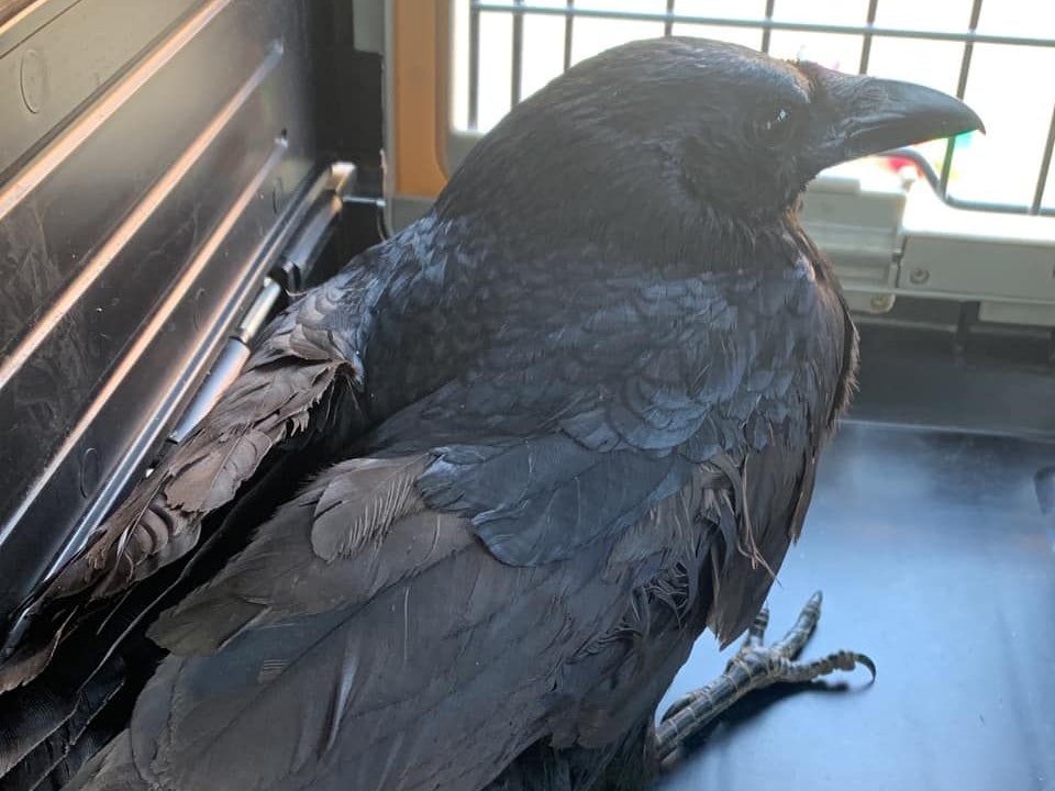 Die Krähe wurde von einem Baum geschossen.