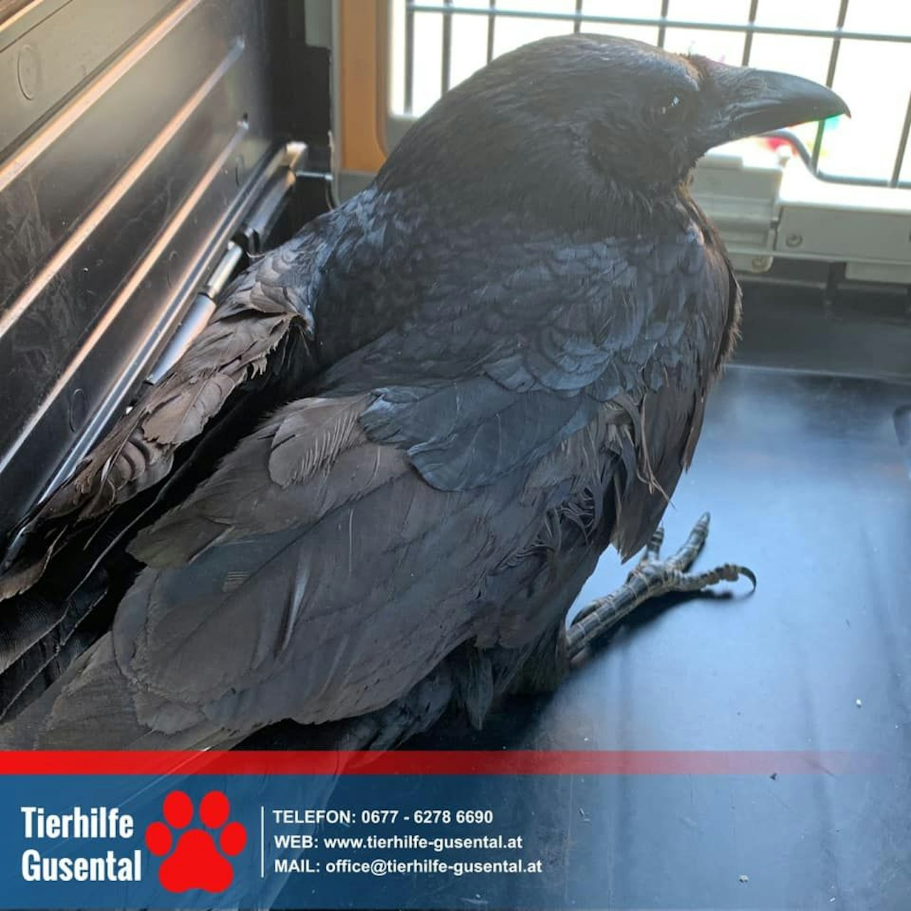 Heute.at - Erneuter Fall von Tierquälerei in OÖ – Rabenkrähe tot!