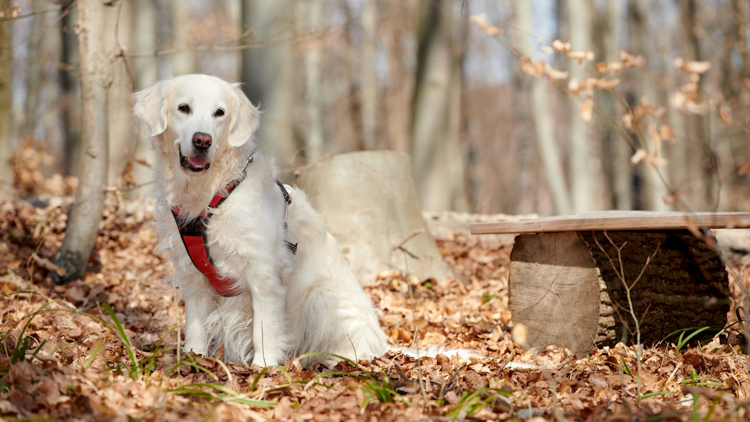 Heute.at - Natur-Tierfriedhof eröffnet im Wienerwald