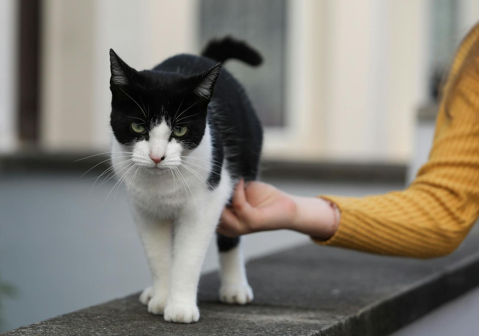 Der schwarz/weiße Kater ist bei seinen Beutezügen nicht wählerisch. 