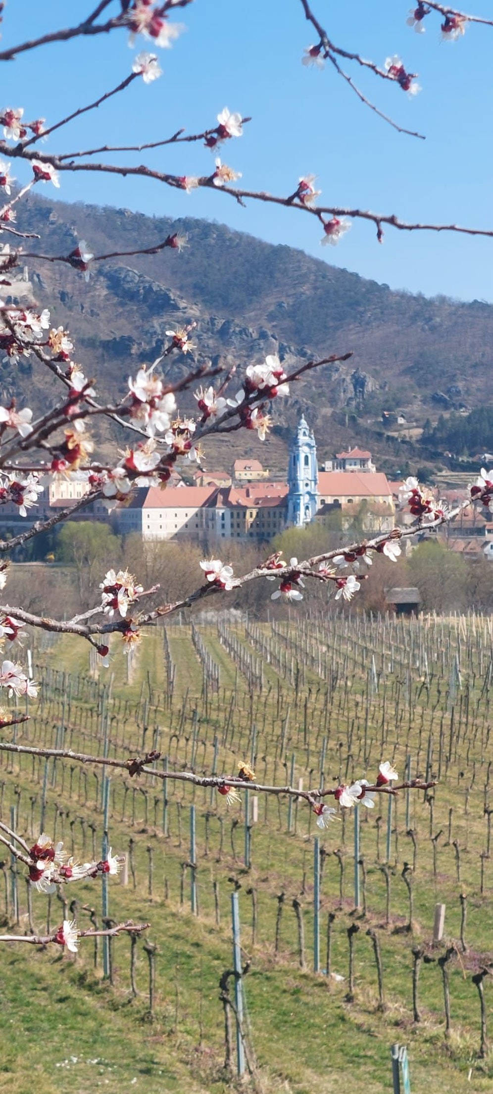 Die heurige Marillenblüte