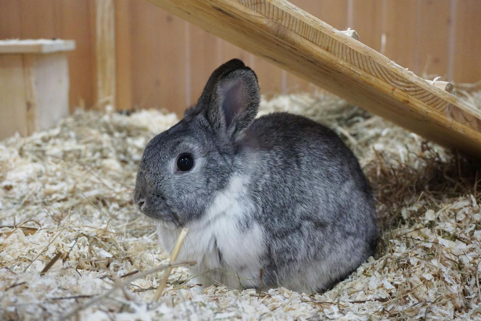 <strong>ALBERICH:&nbsp;</strong>Alberich (6 Monate) ist ein ausgesprochen schönes Kaninchen, das im TierQuarTier Wien auf die Welt kam und dort aufgewachsen ist.&nbsp;