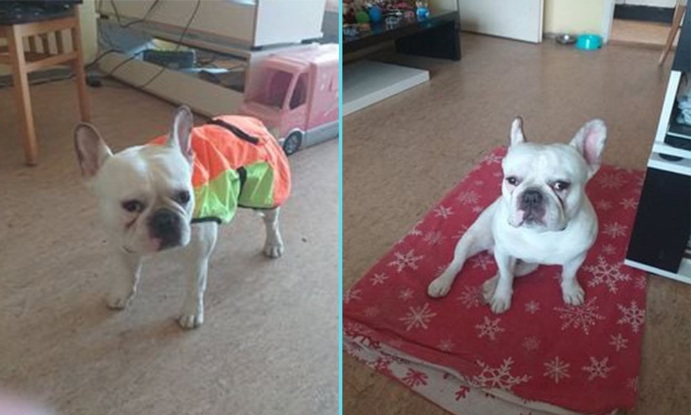 Als das Frauchen seine Französische Bulldogge 