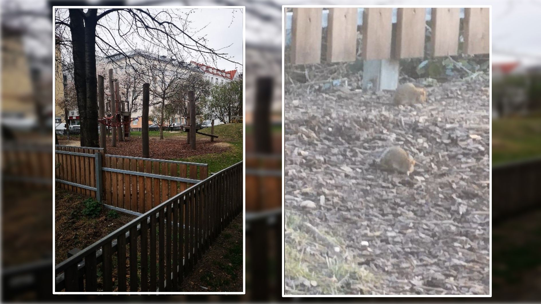 Massenhaft Ratten verweilen auf dem Spielplatz - die Anrainer sind besorgt.
