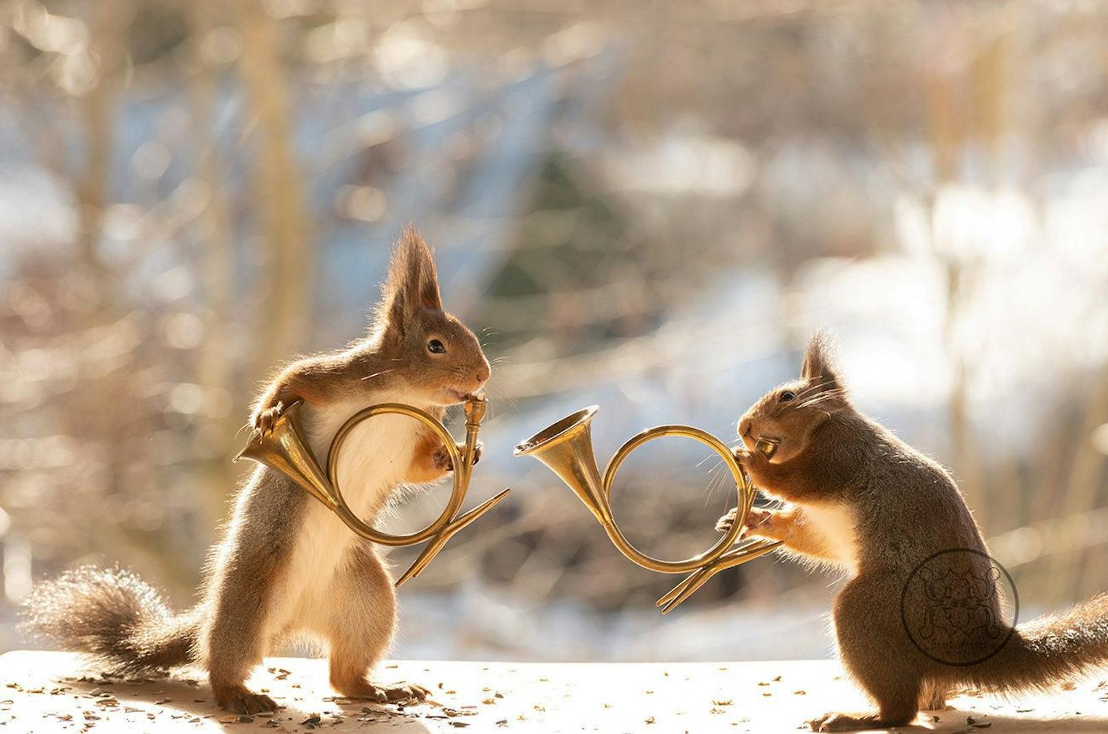 Let's Rock and Squirrel